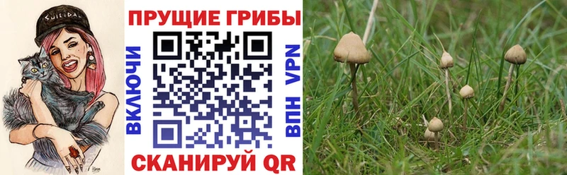 Галлюциногенные грибы Psilocybine cubensis  Янаул 